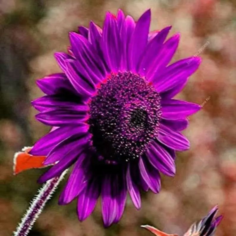 Purple Giant Sunflower Seeds Sun Flower Rare Plant Garden🌻