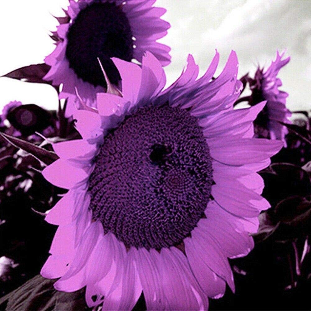 Purple Giant Sunflower Seeds Sun Flower Rare Plant Garden🌻
