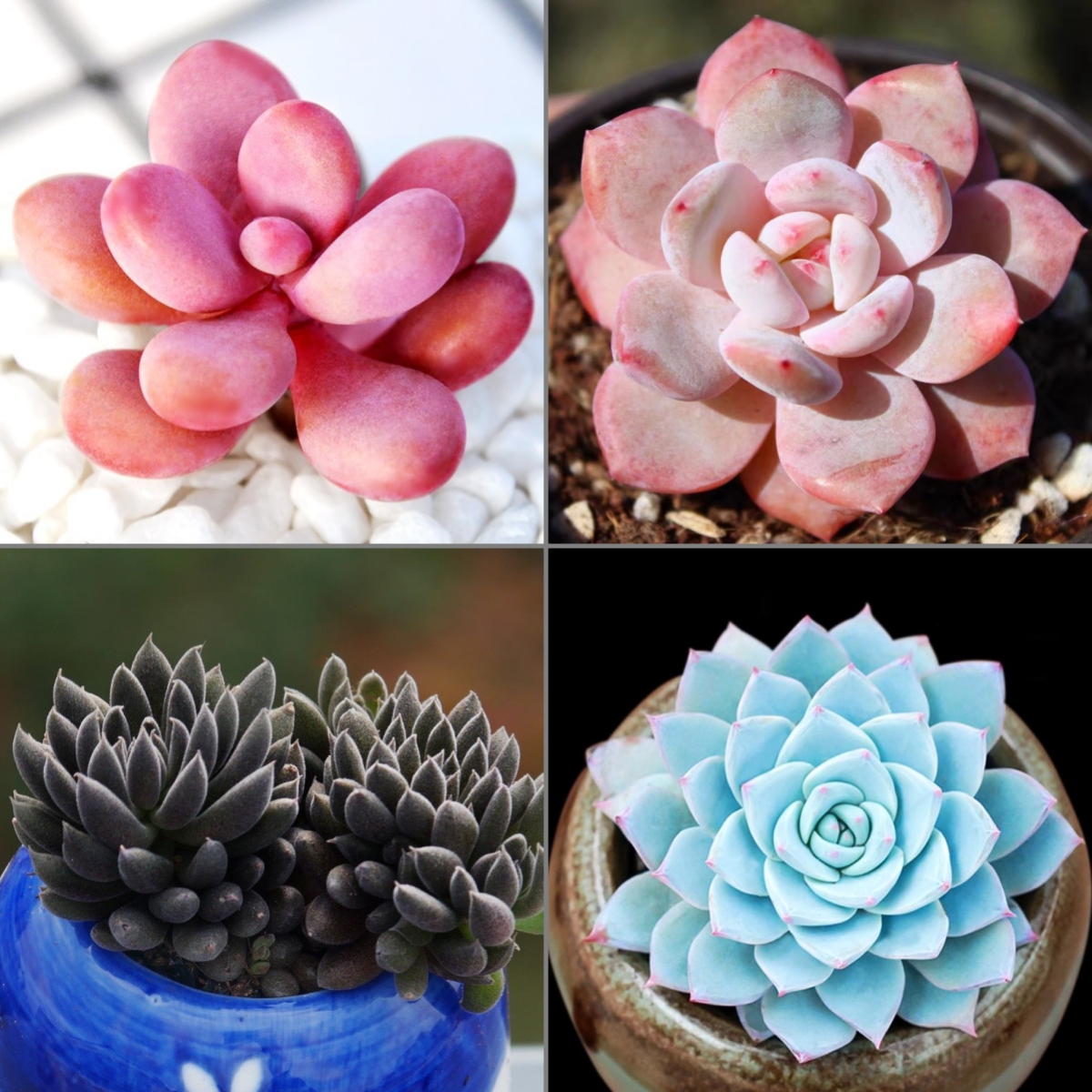 🎁Last Day 70% OFF🍃 Rare Succulents Packages Available🌿