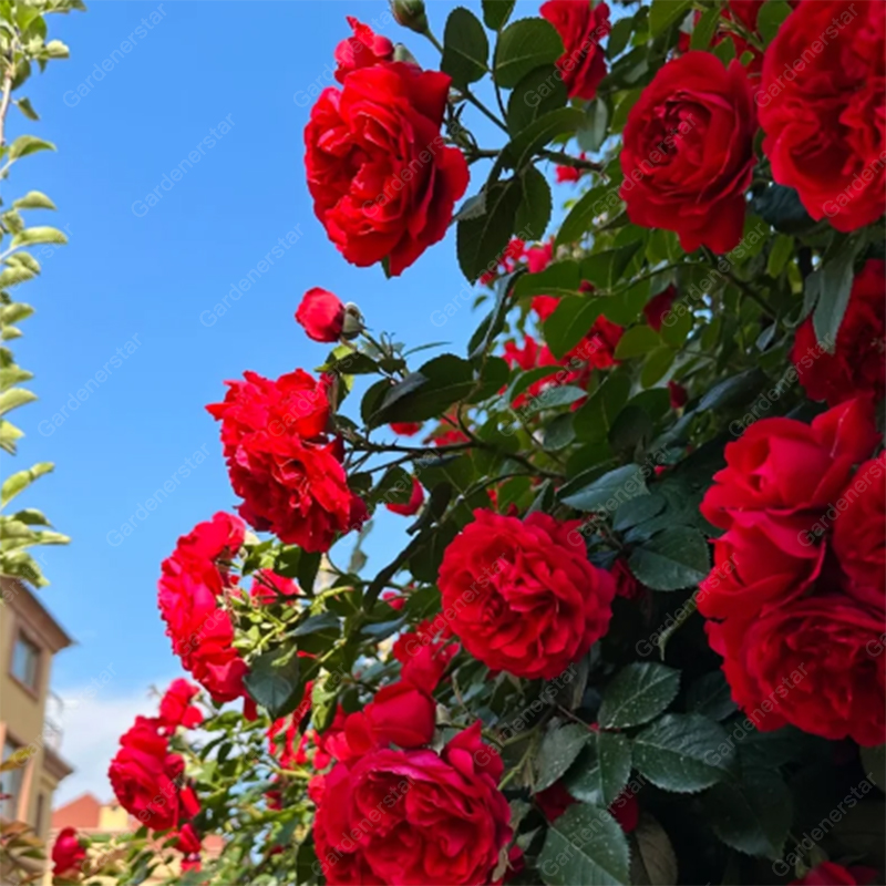 🌹Climbing Rose Seeds - Luck Rises