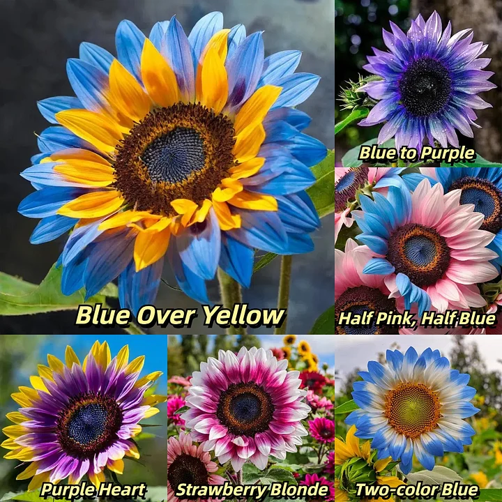 🎉 Discounted set 🌻 Dual flower sunflower seeds 🌈 Multi color assortment
