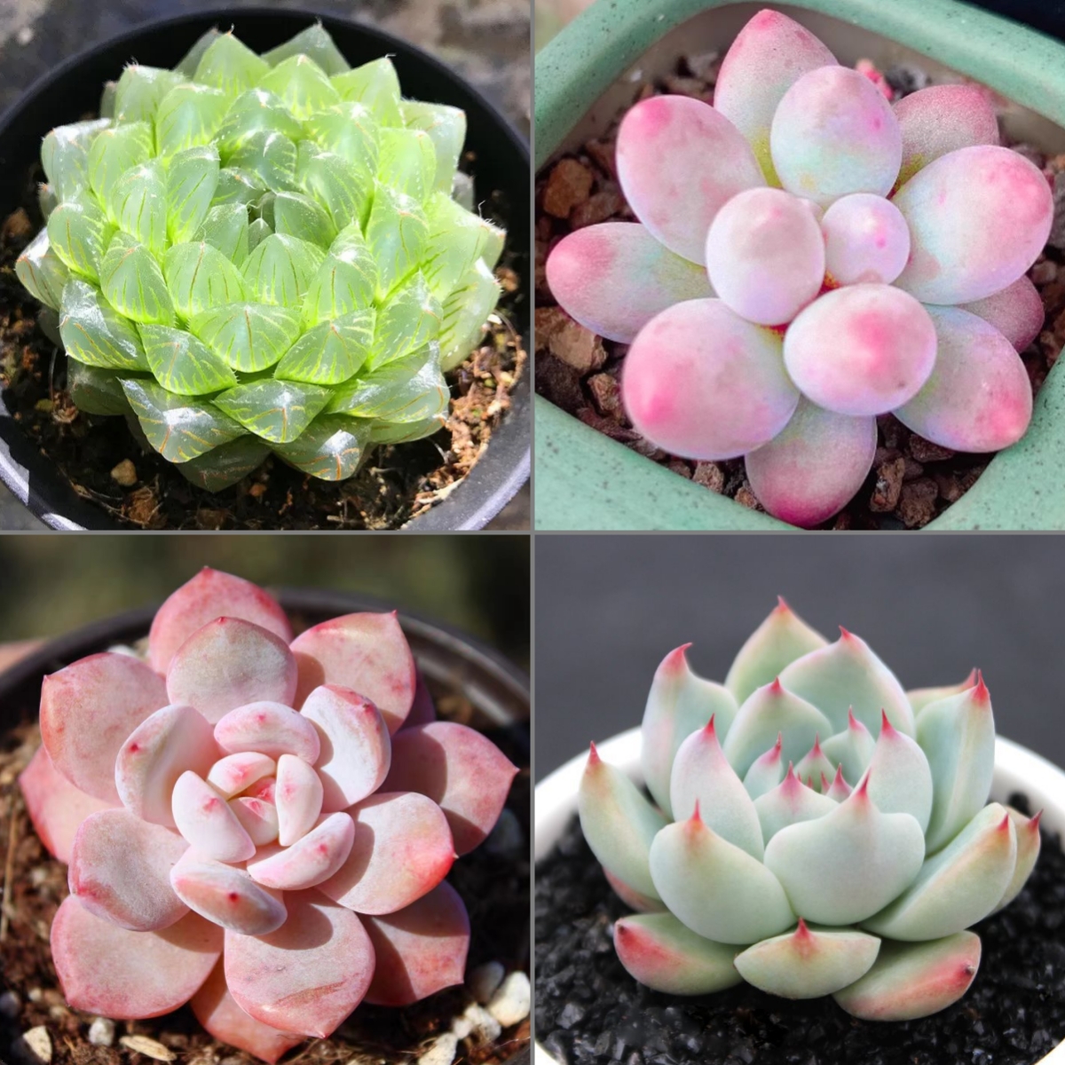 🎁Last Day 70% OFF🍃 Rare Succulents Packages Available🌿
