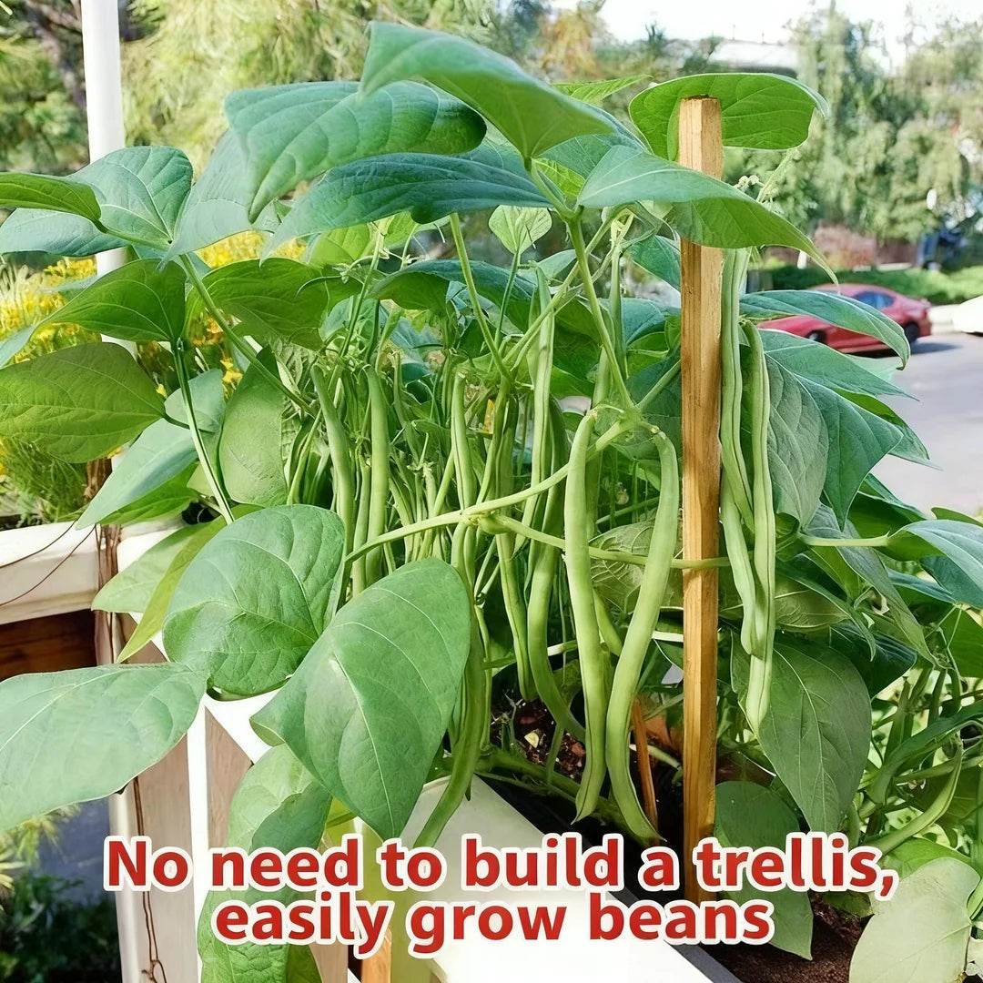 High-Yield Dwarf Bush Bean Seeds | No Trellis Needed, Bountiful Harvests in Any Space-W18