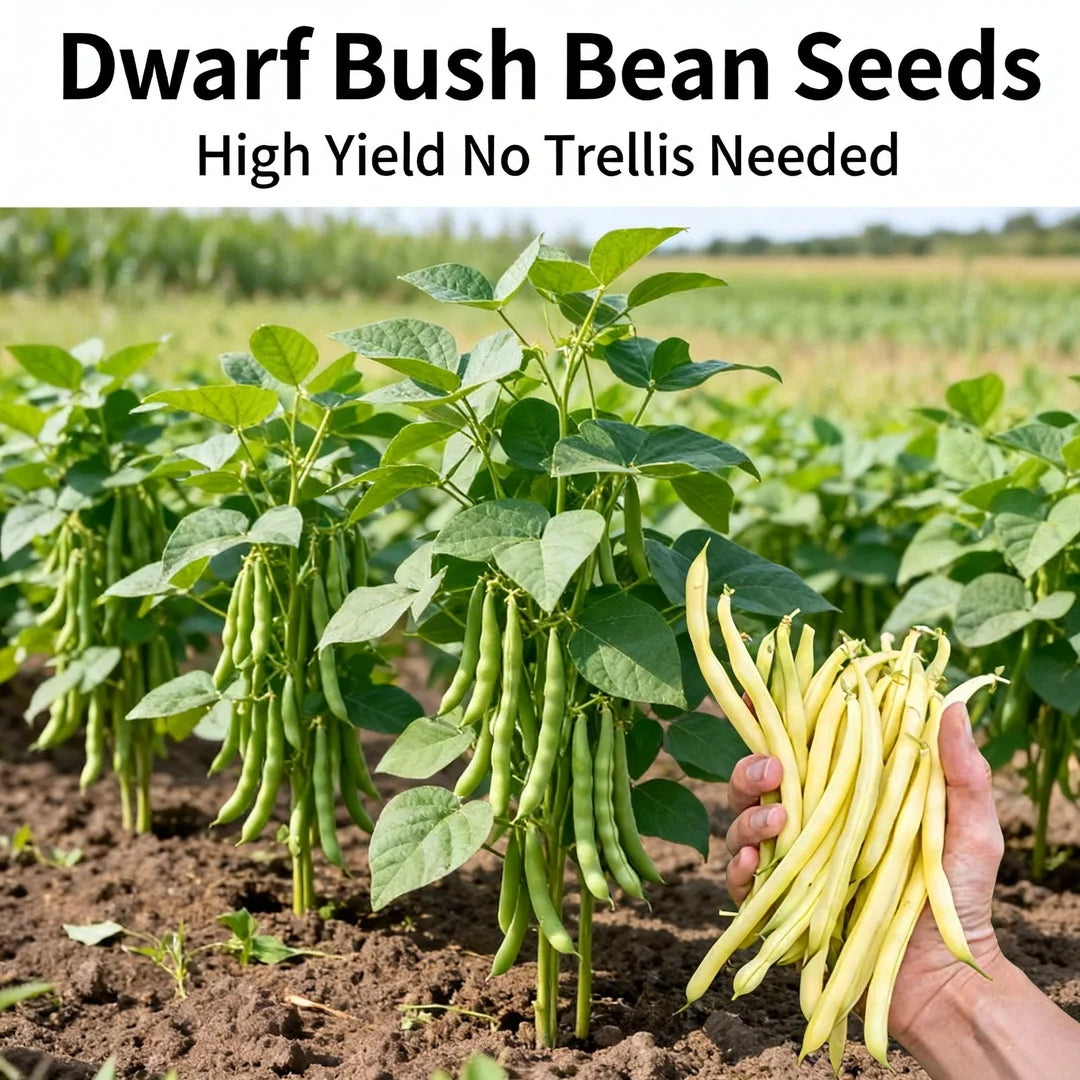 High-Yield Dwarf Bush Bean Seeds | No Trellis Needed, Bountiful Harvests in Any Space-W18