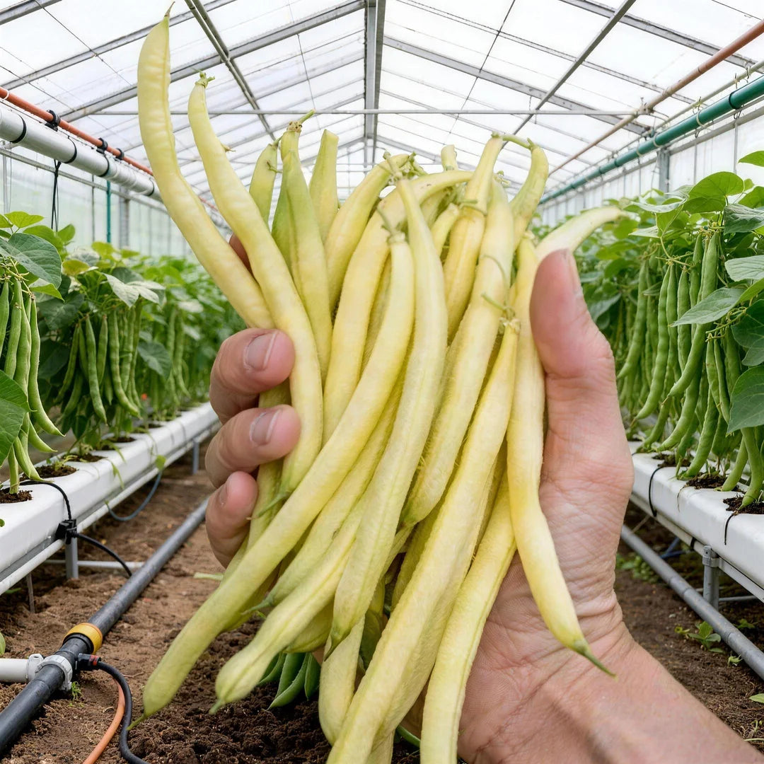 High-Yield Dwarf Bush Bean Seeds | No Trellis Needed, Bountiful Harvests in Any Space-W18
