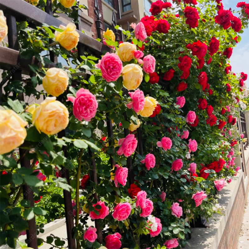 🌹Climbing Rose Seeds - Luck Rises