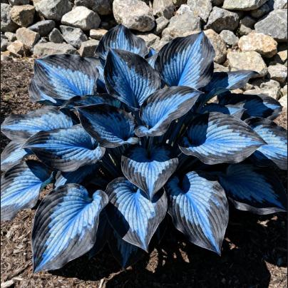 🔥 Hot Sale 2025 🌌 Frost-resistant rare Hosta seeds – Winter sowing