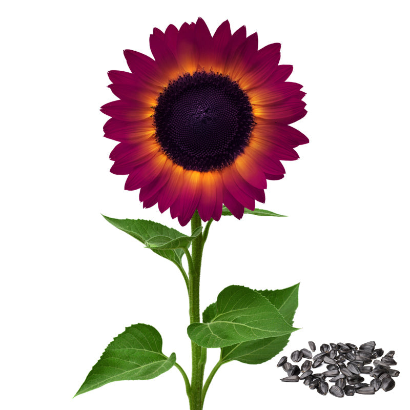 Purple Giant Sunflower Seeds Sun Flower Rare Plant Garden🌻