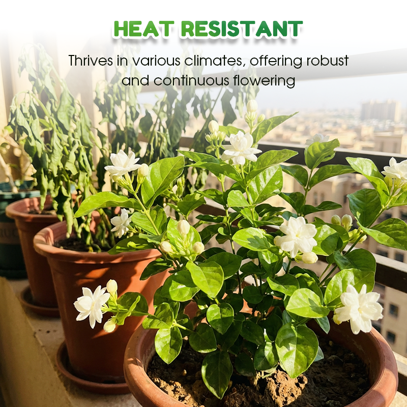 🌱Ароматни и лесни за отглеждане семена от жасмин с тор