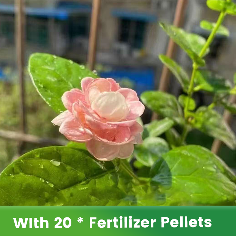 🌱Ароматни и лесни за отглеждане семена от жасмин с тор