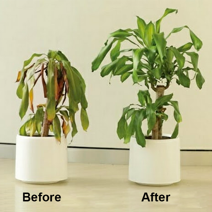  Chlorophyll Spray