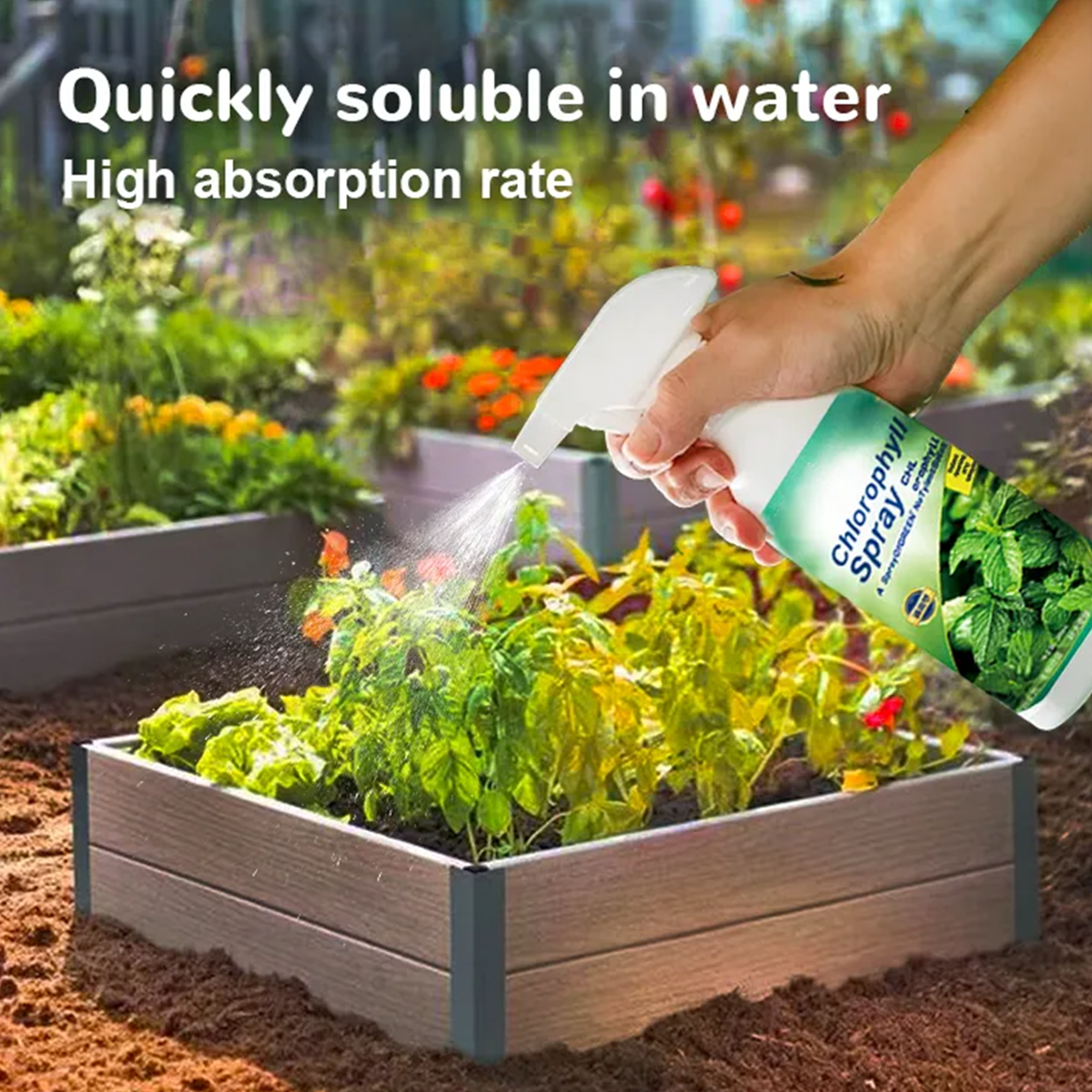  Chlorophyll Spray