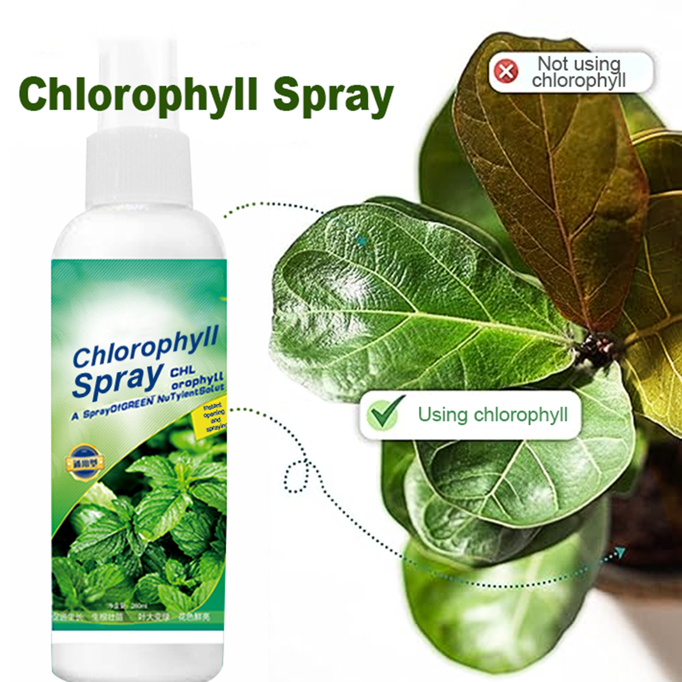  Chlorophyll Spray