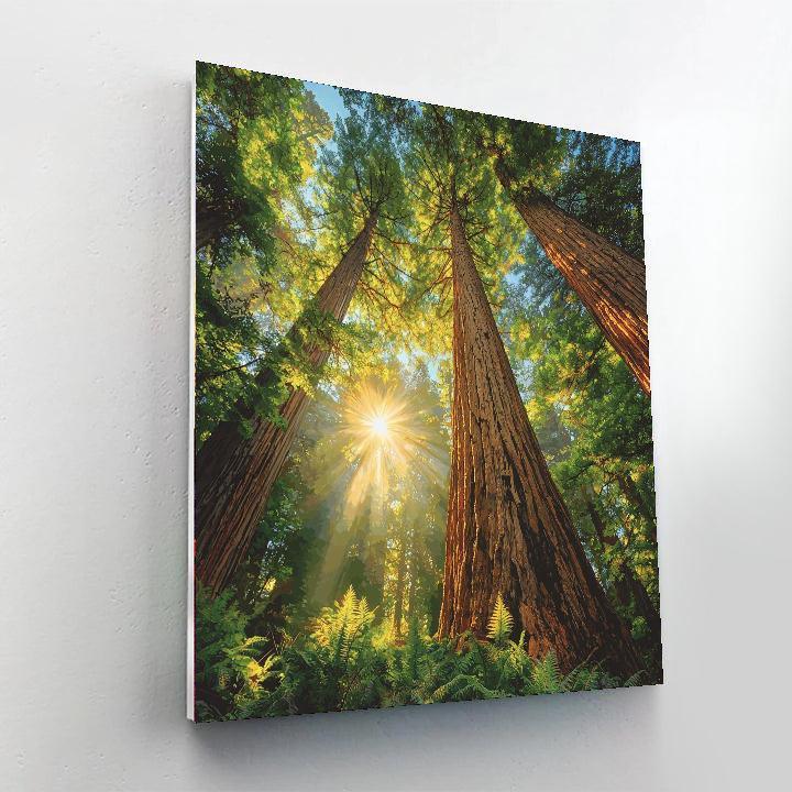 Redwood National Park - Usa Paint By Number