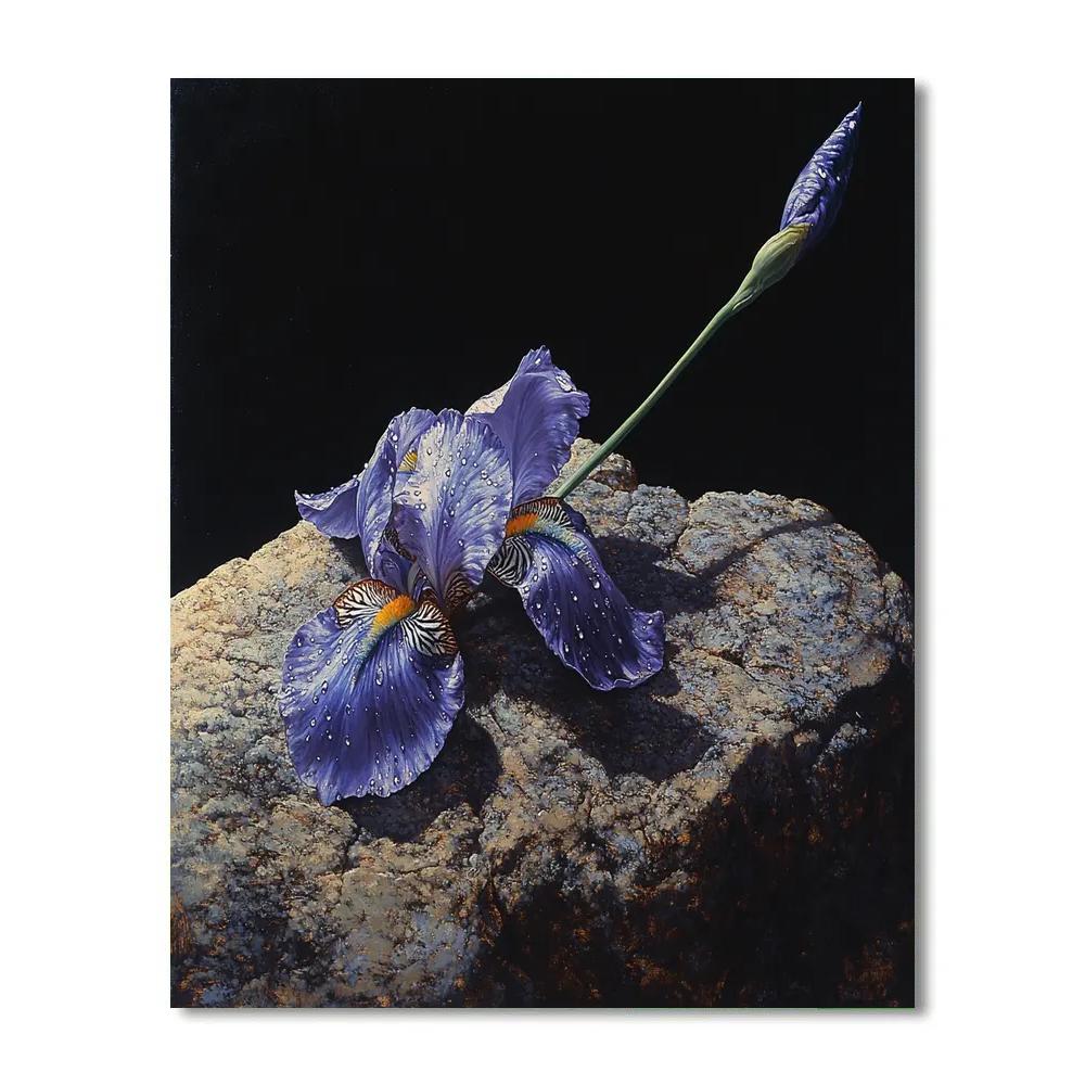 Caravaggio Inspired Stormglass Iris Petals In Shadow Paint by numbers art