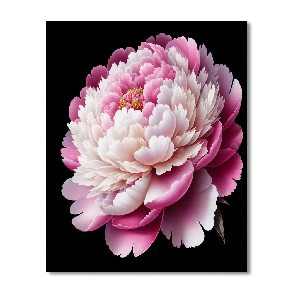 Elegant Peony Blossom Paint By Numbers Kits