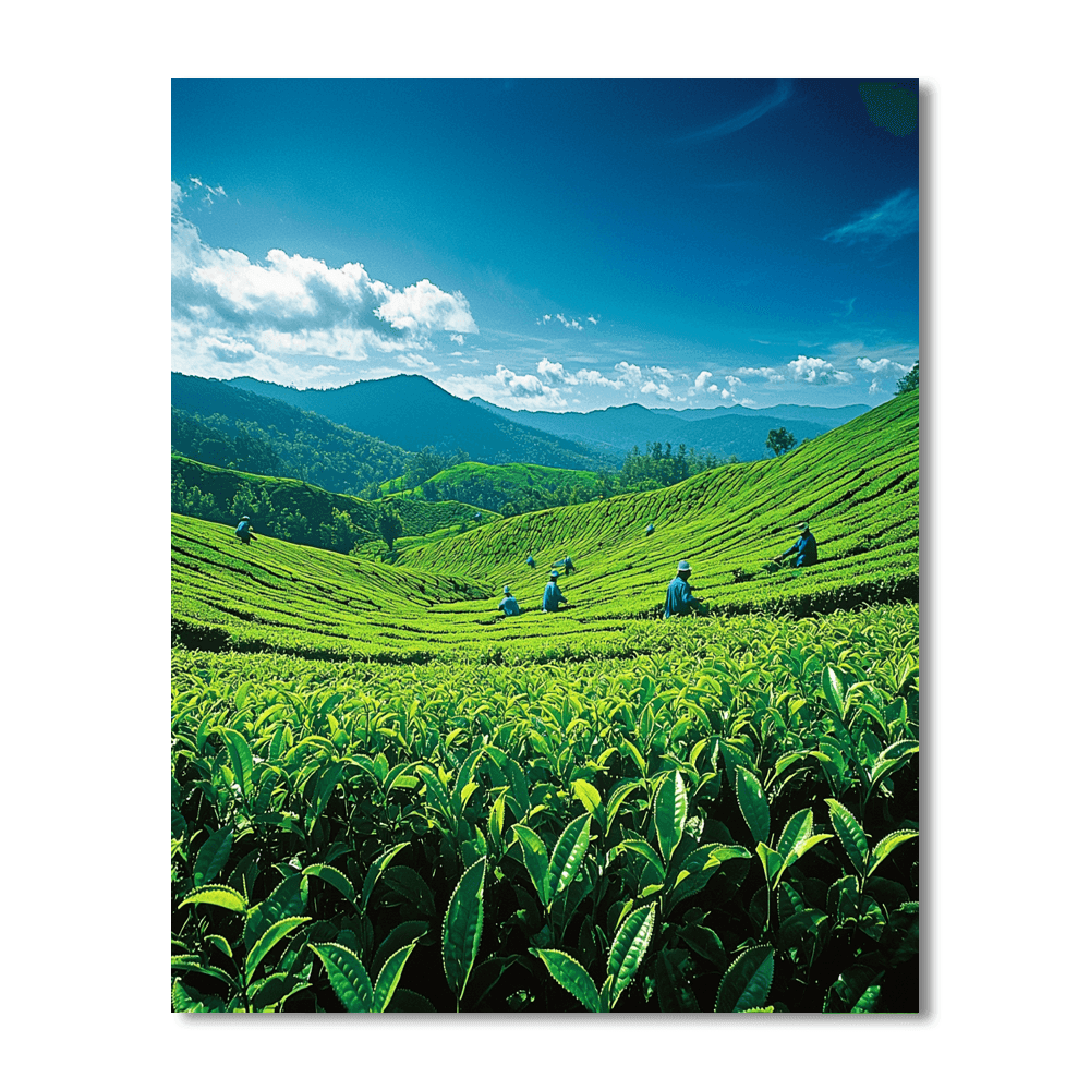 Munnar Tea Plantations Numbered Painting Kits