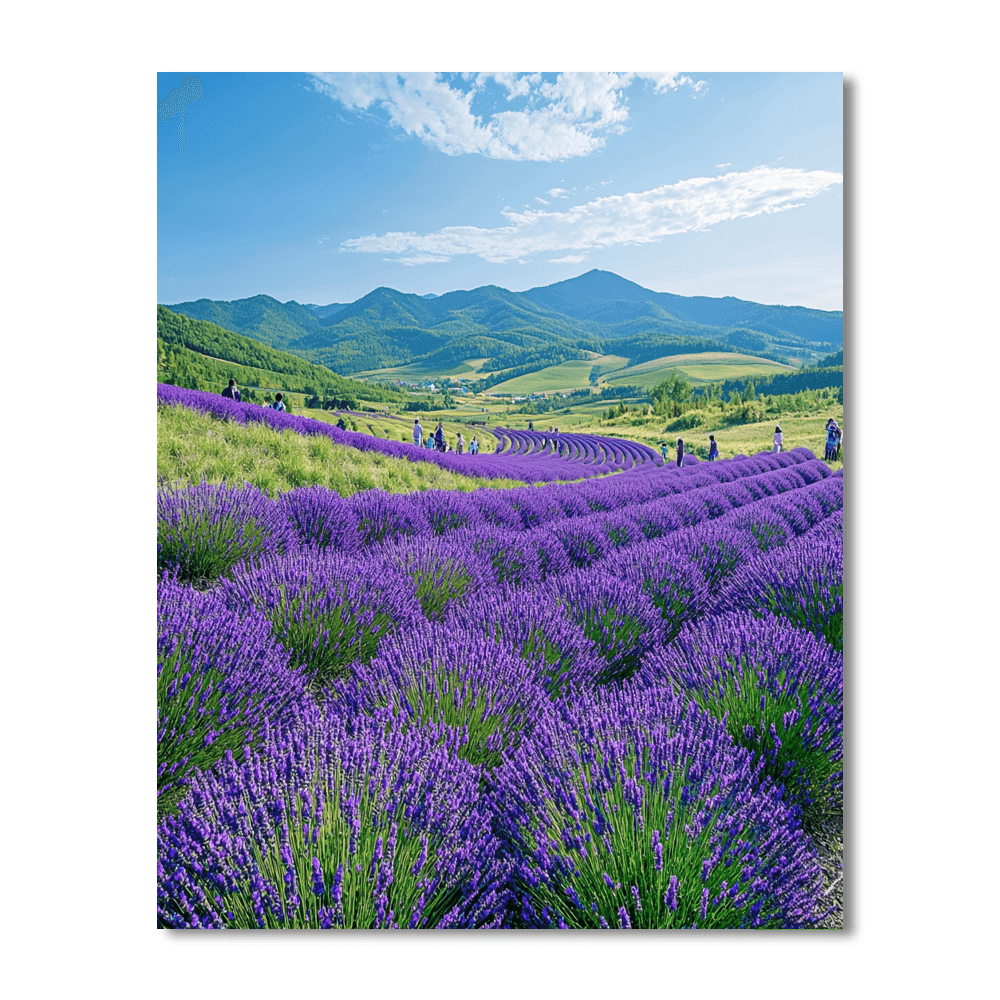 Hokkaido Lavender Fields Paint By Numbers