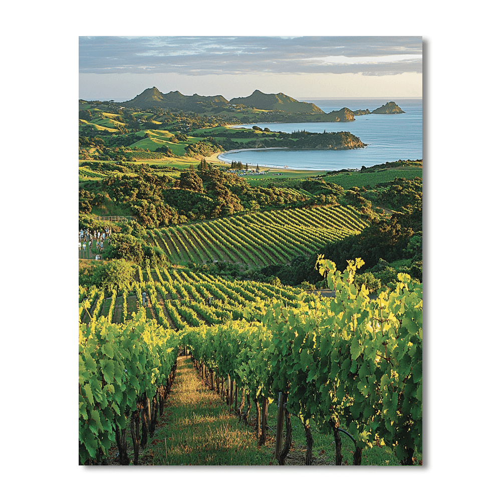 Auckland's Waiheke Island DIY Paint By Numbers