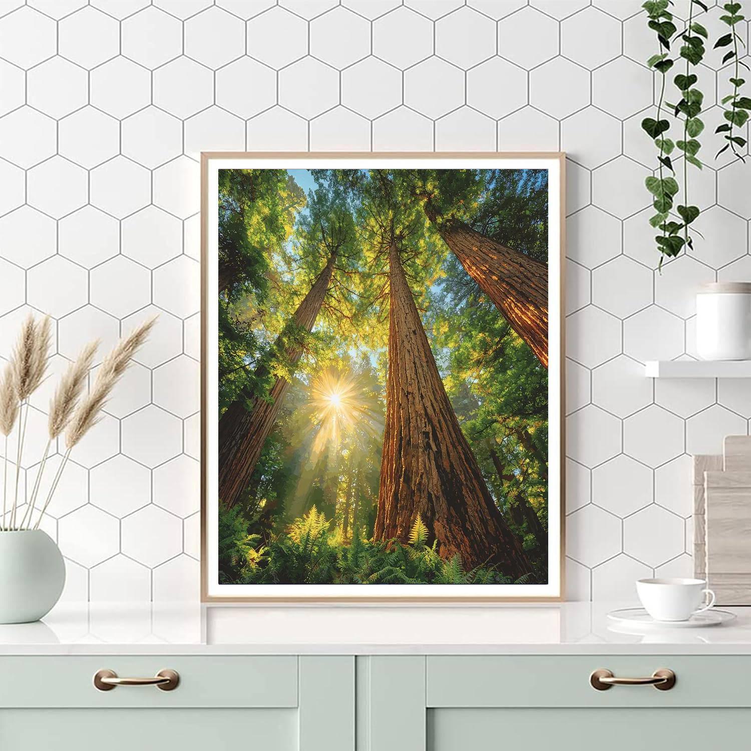 Redwood National Park - Usa Paint By Number