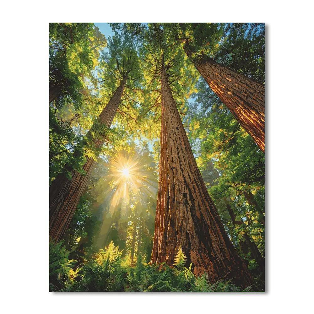 Redwood National Park - Usa Paint By Number