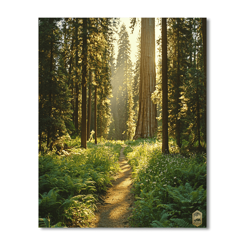 Sequoia National Park - California, Usa Numbered Painting Kits