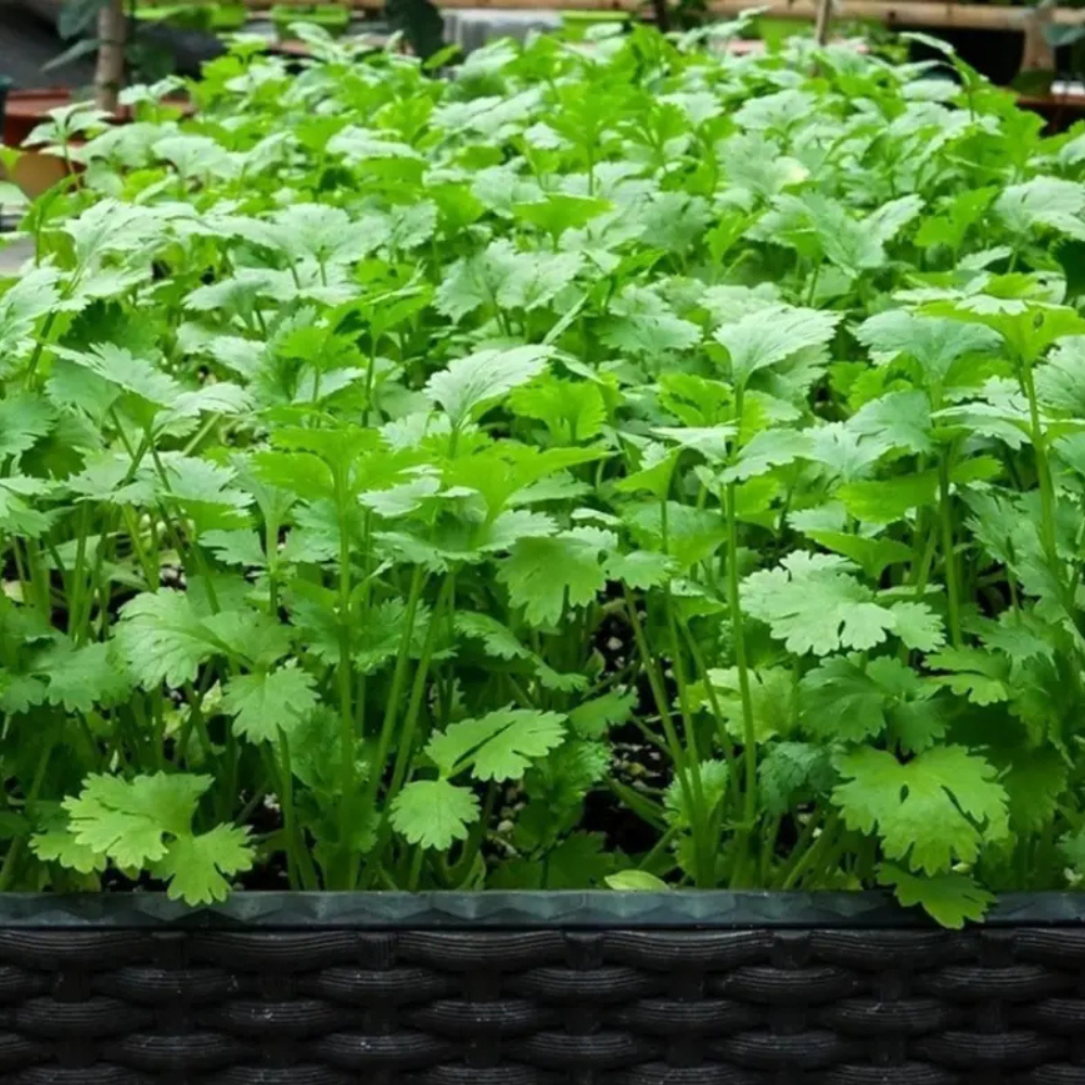 1000 Cilantro Seeds For Kitchen Herb Garden