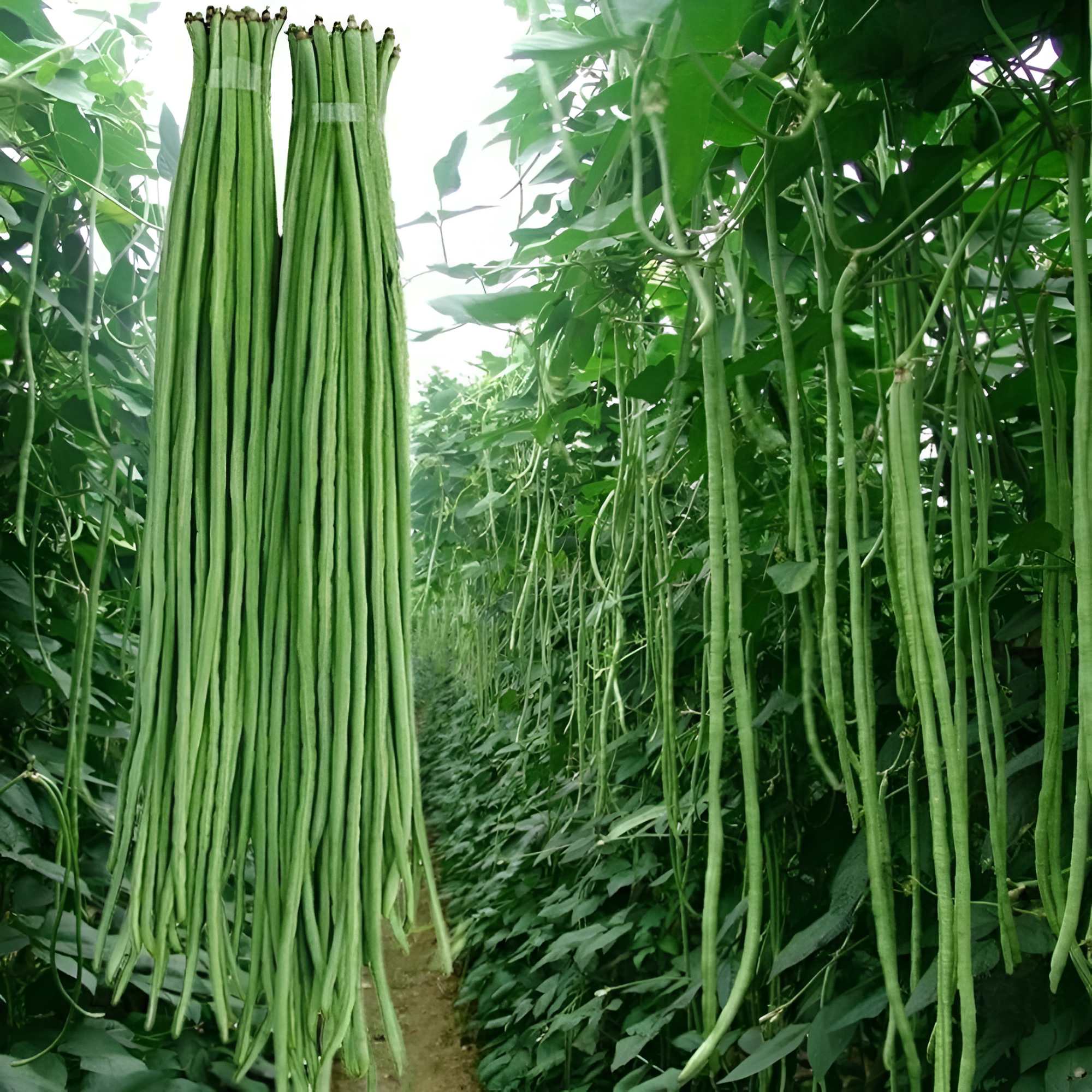 100 Yards Long Bean Plant Seeds For Asian Vegetable Gardeners