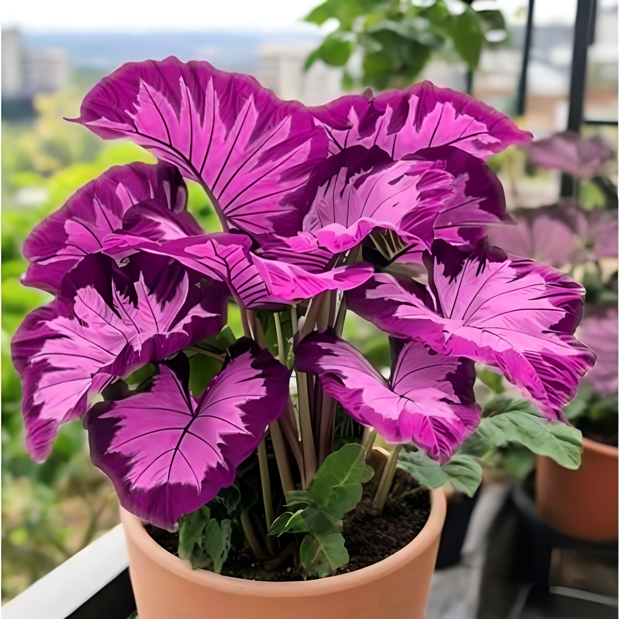 100 Elephant Ear Plant Seeds