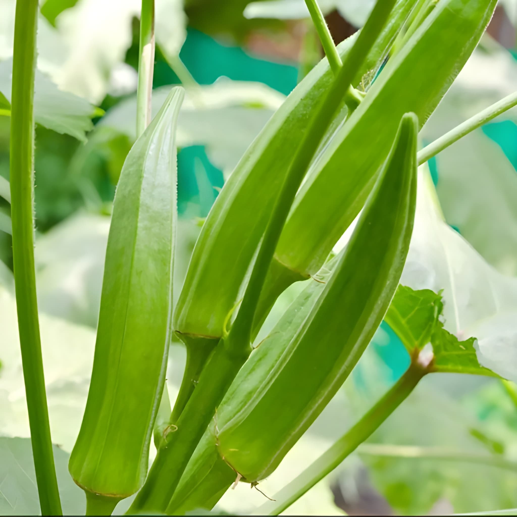 178 Pieces Okra Planting Seeds
