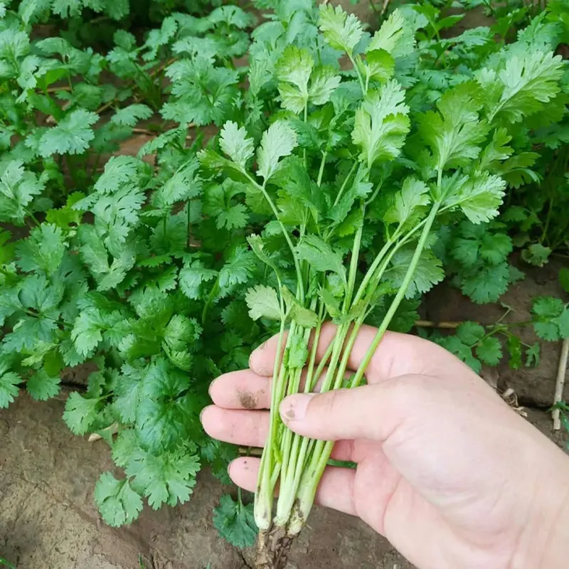 1000 Cilantro Seeds For Kitchen Herb Garden