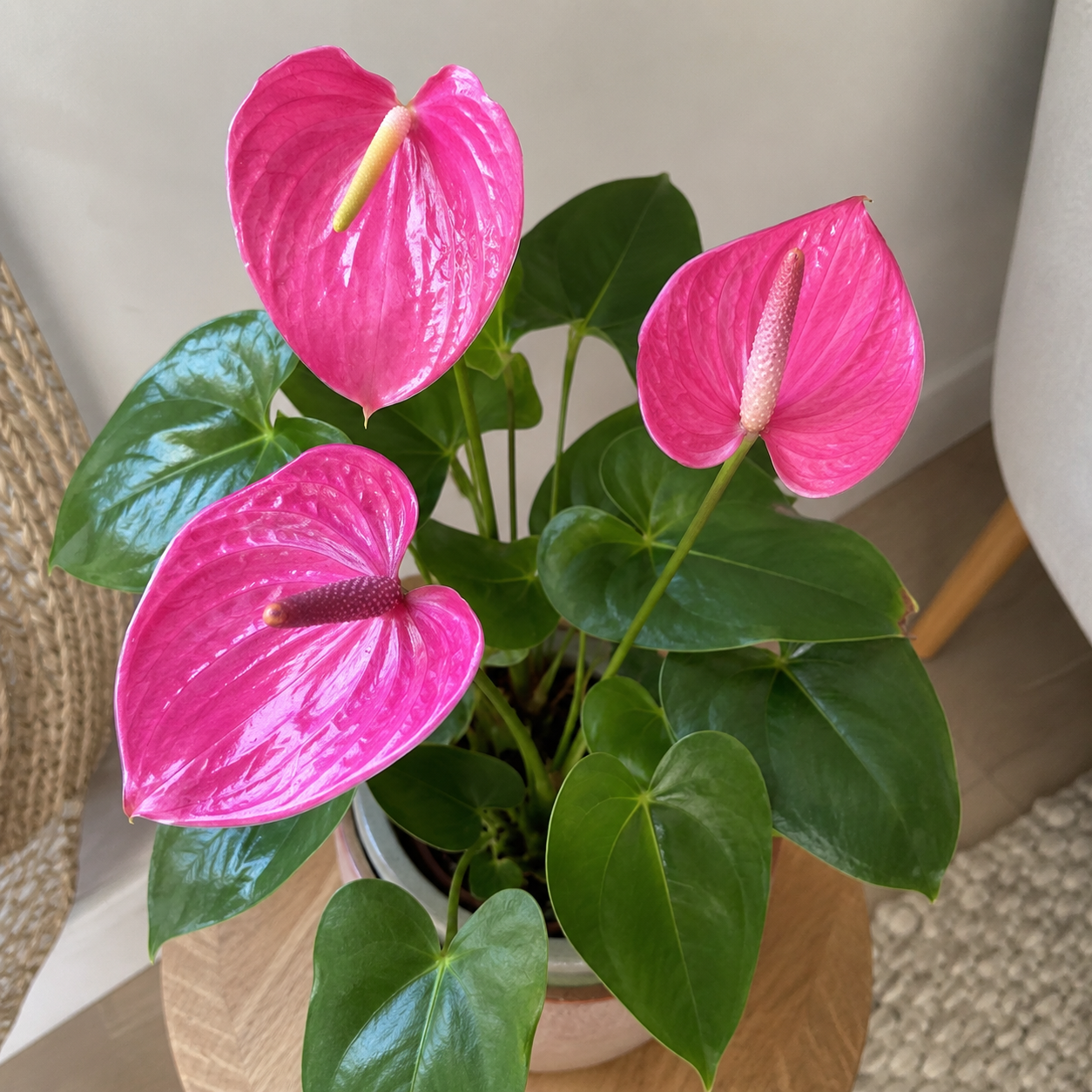 100 Pieces Outdoor Indoor Anthurium Perennial Flowers Seeds 