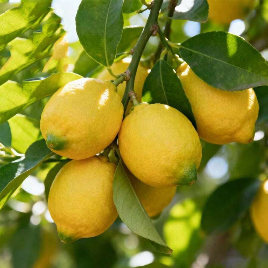 Lemon Fruit Tree Seedlings For Patio Garden And Container Planting