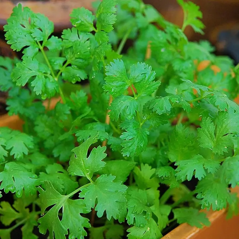 1000 Cilantro Seeds For Kitchen Herb Garden