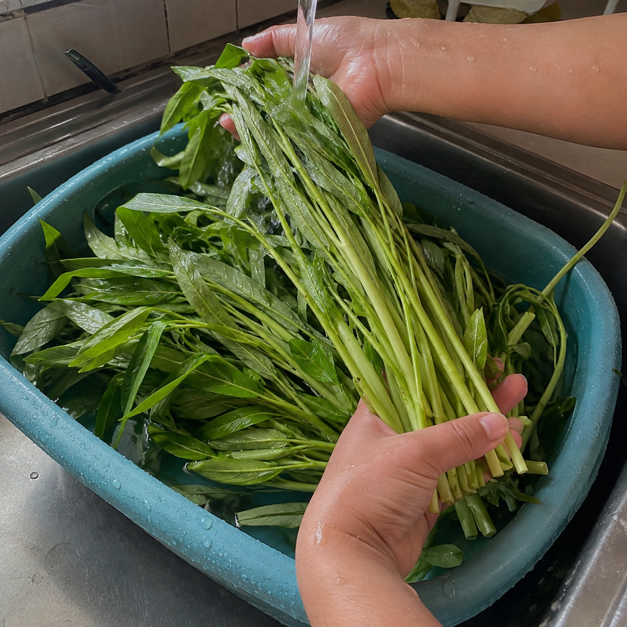 Willow Leaf Convolvulus Seeds For Garden  