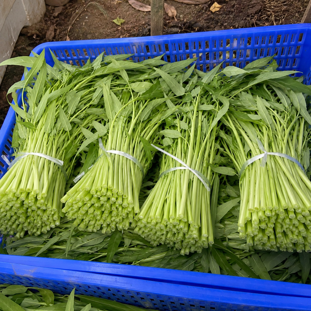 Willow Leaf Convolvulus Seeds For Garden  