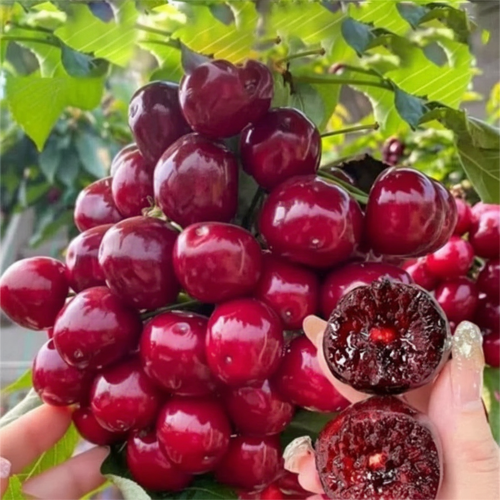 Cherry Landscape Tree Flowers Seeds