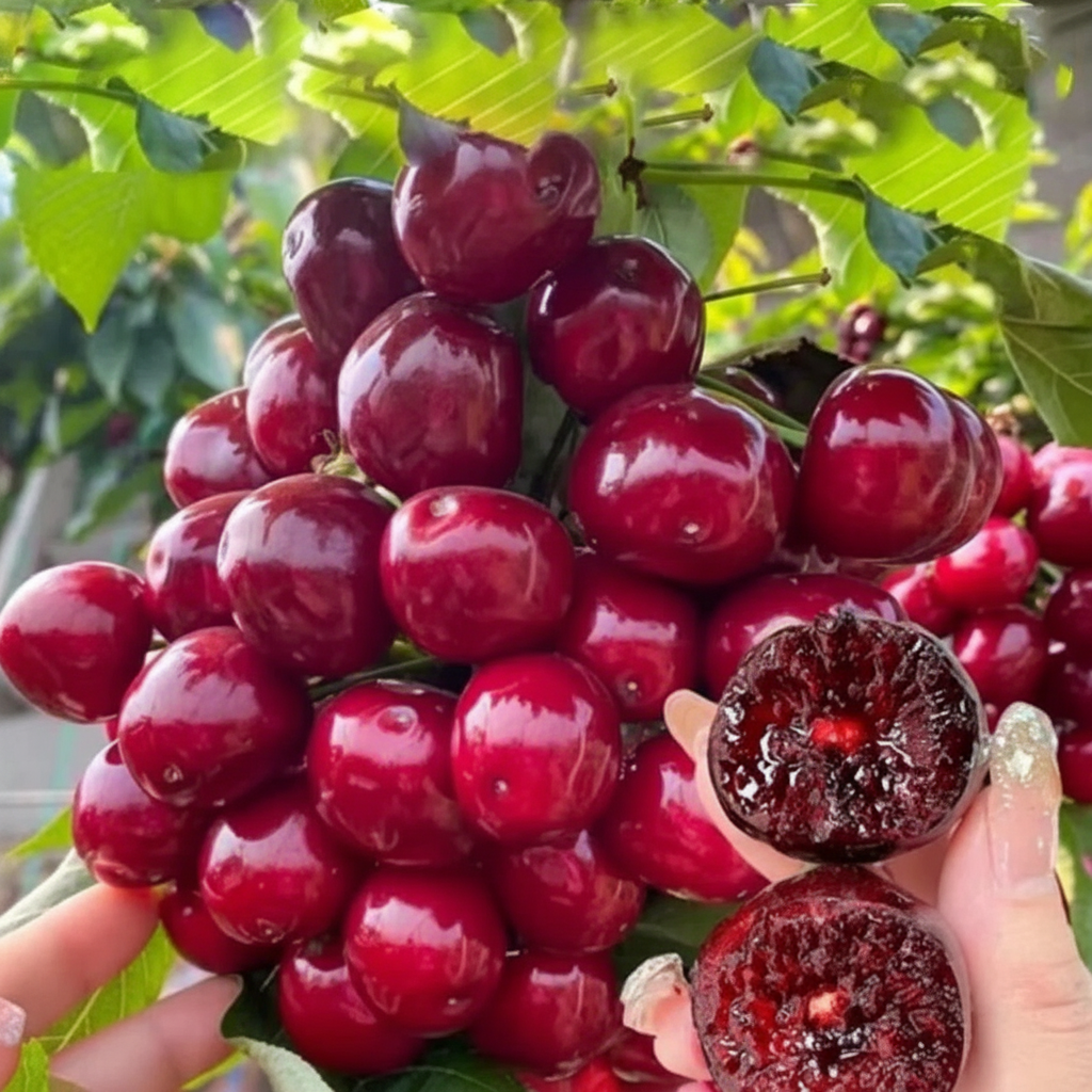 Cherry Saplings With Strong Root System Seeds For Gardens And Balconies