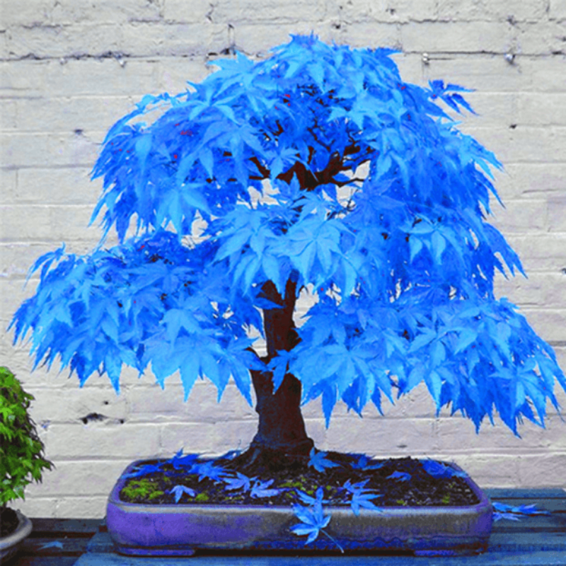 Mystic Blue Maple Bonsai Tree (20 seeds) - FREE SHIP DEALS