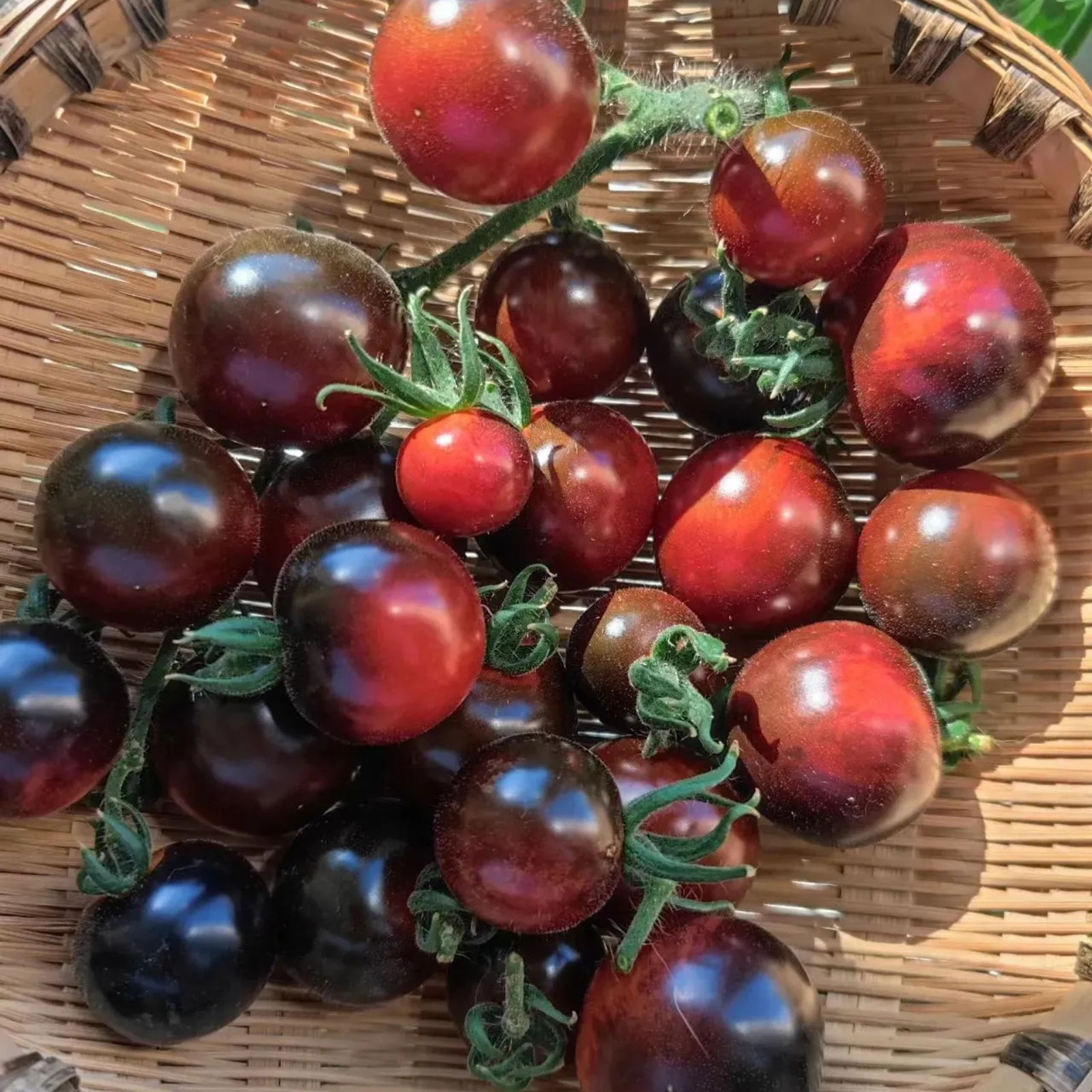 Black Tomato Garden Seeds For Gourmet Growing