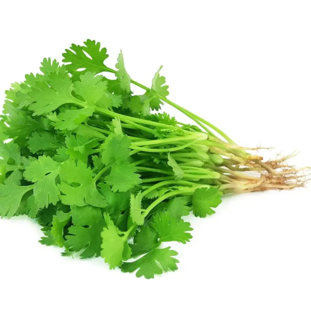 1000 Cilantro Seeds For Kitchen Herb Garden
