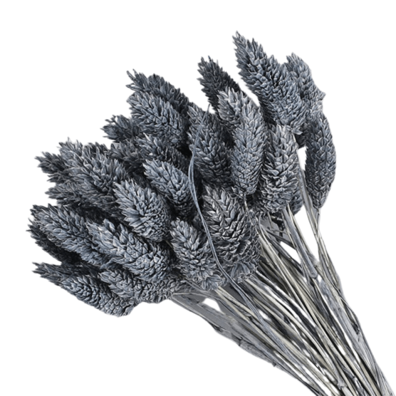 Dried Pampas Flower – Natural And Timeless Decorative Accent-Flower Teddy Bear