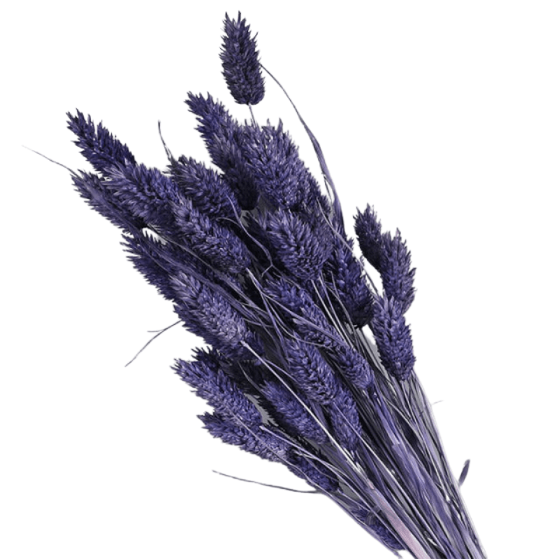 Dried Pampas Flower – Natural And Timeless Decorative Accent-Flower Teddy Bear