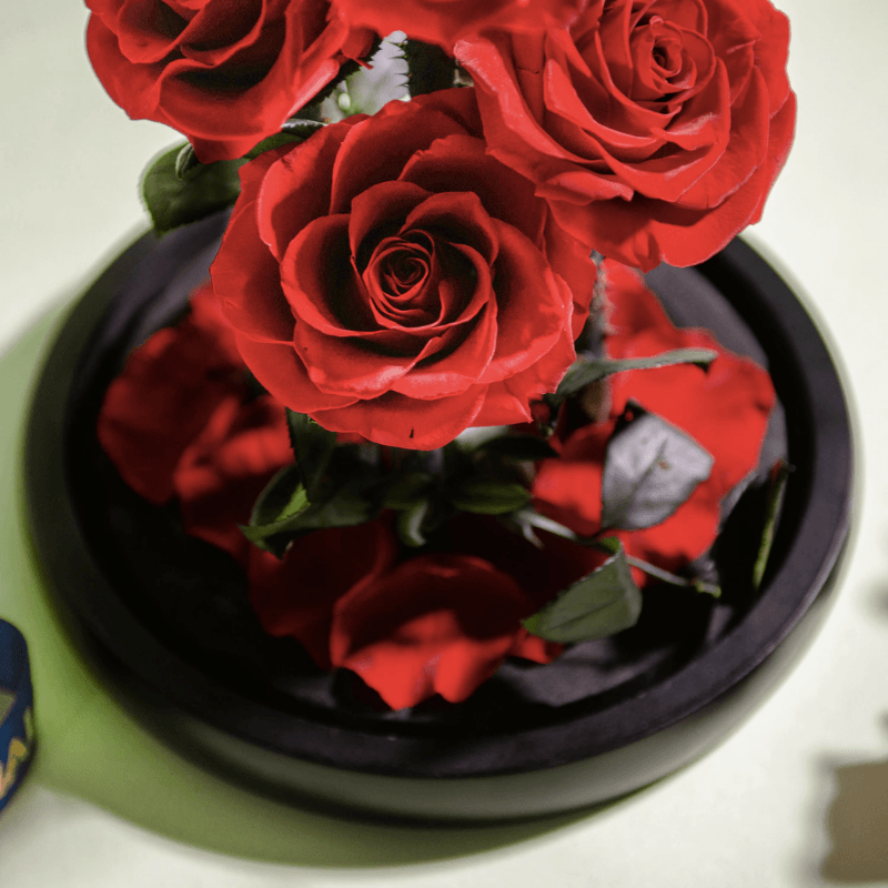 Five Headed Rose Dome - Ideal Gift For Every Occasion-Flower Teddy Bear