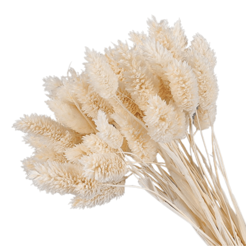 Dried Pampas Flower – Natural And Timeless Decorative Accent-Flower Teddy Bear