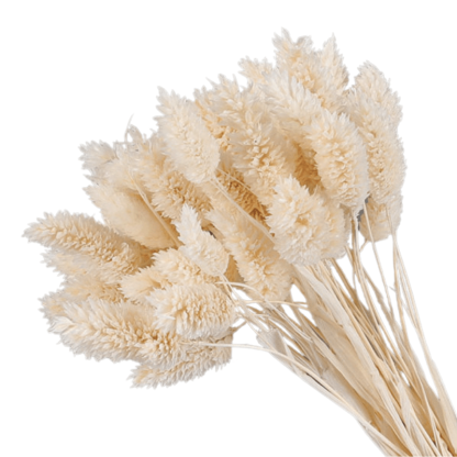 Dried Pampas Flower – Natural And Timeless Decorative Accent-Flower Teddy Bear