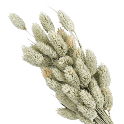 Dried Pampas Flower – Natural And Timeless Decorative Accent-Flower Teddy Bear