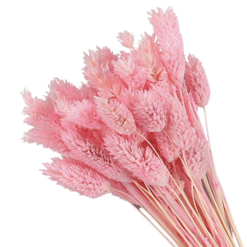 Dried Pampas Flower – Natural And Timeless Decorative Accent-Flower Teddy Bear