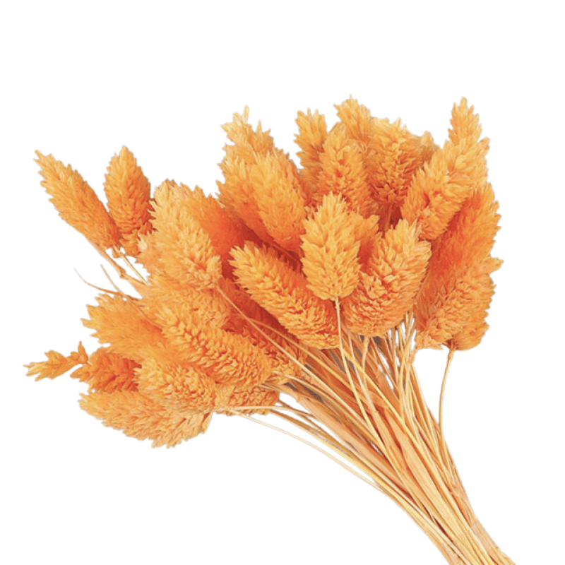 Dried Pampas Flower – Natural And Timeless Decorative Accent-Flower Teddy Bear