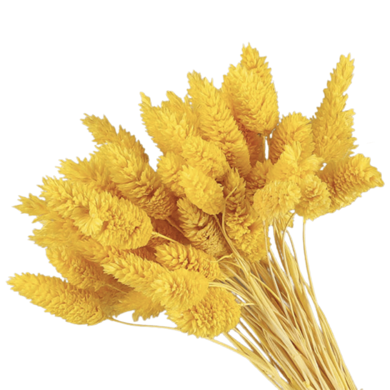 Dried Pampas Flower – Natural And Timeless Decorative Accent-Flower Teddy Bear